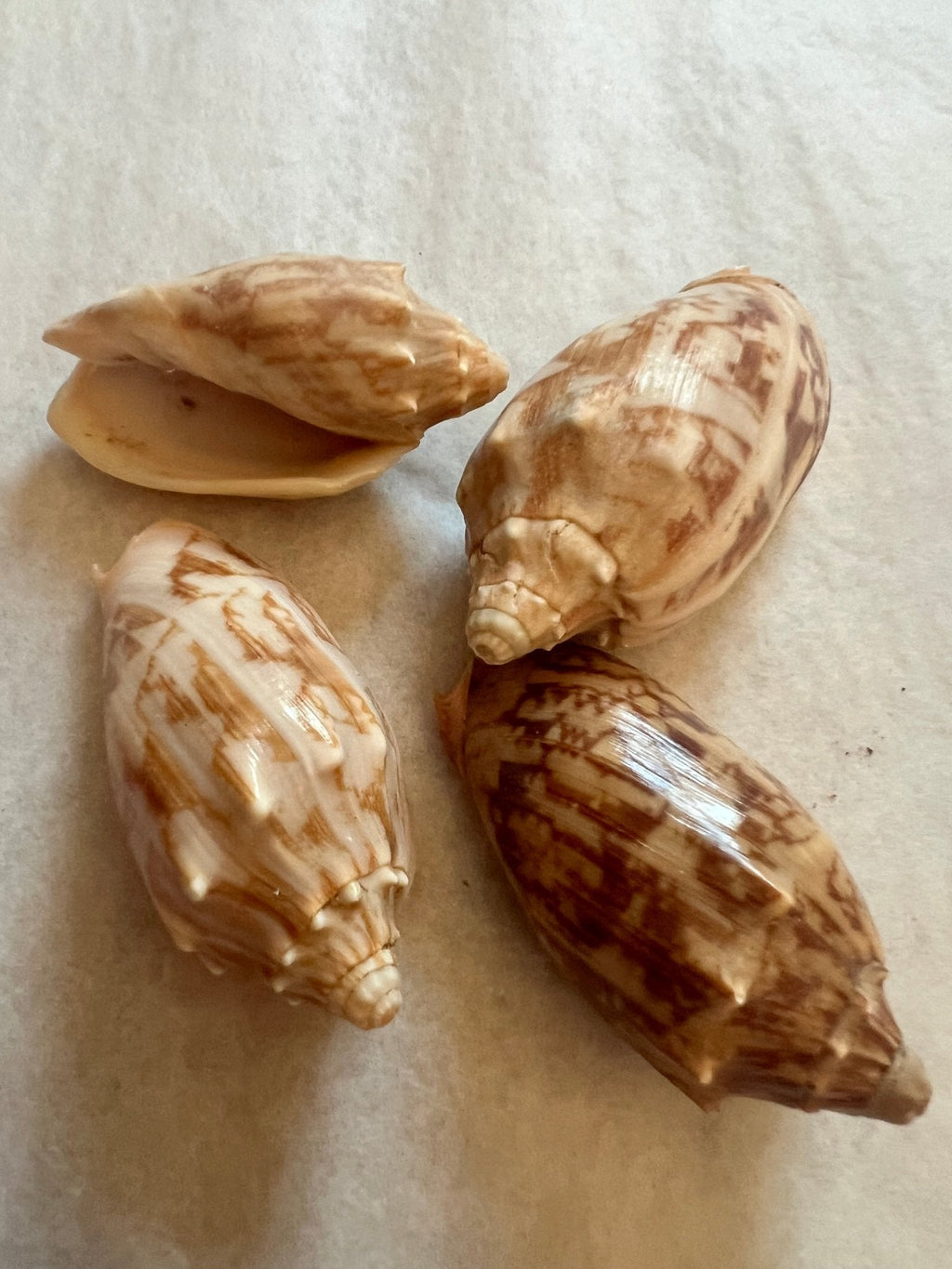 Bat Volute Shells Cymbiola Vespertilio