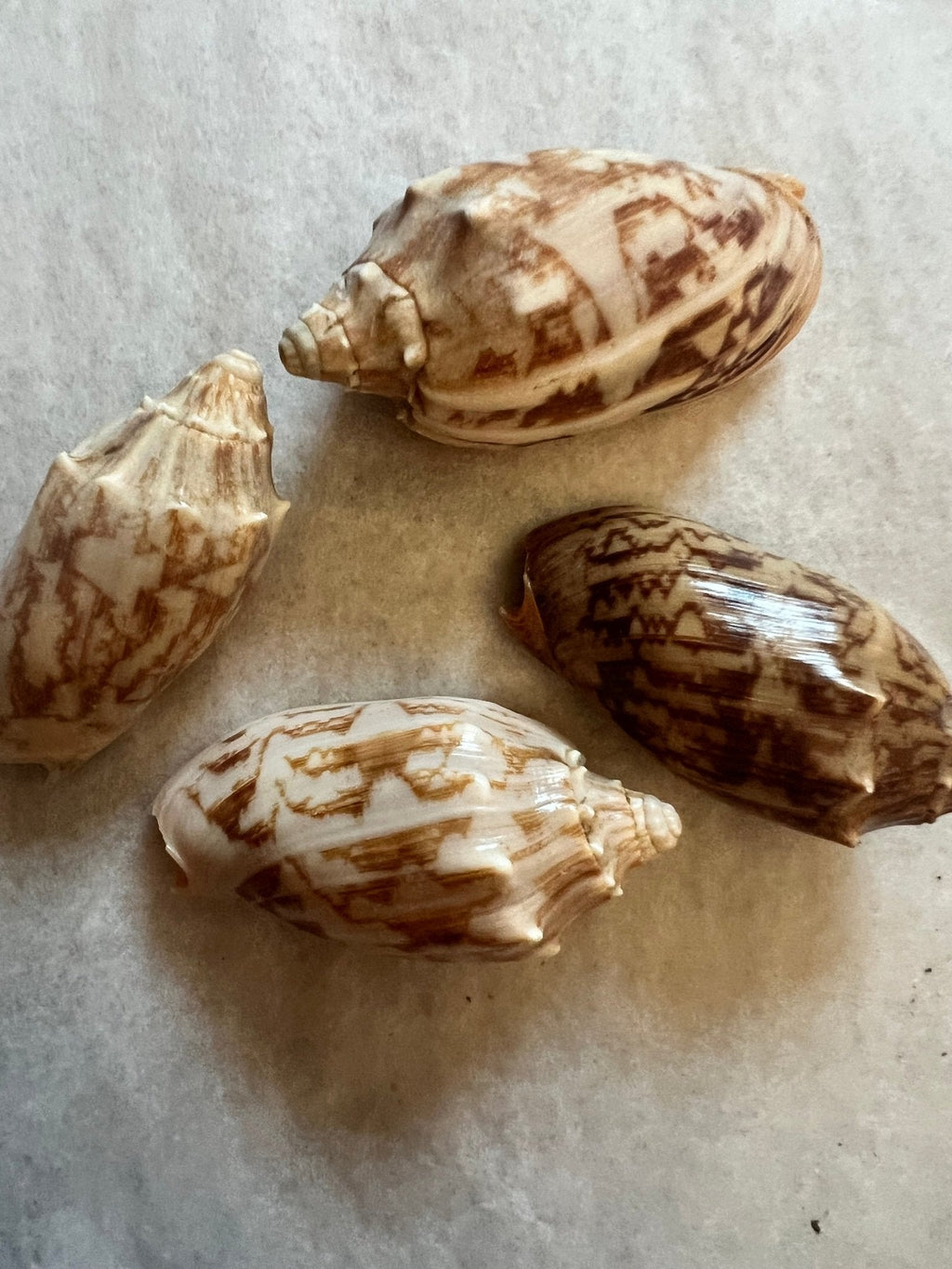 Bat Volute Shells Cymbiola Vespertilio