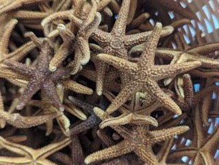 Bay Starfish