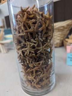 Bay Starfish