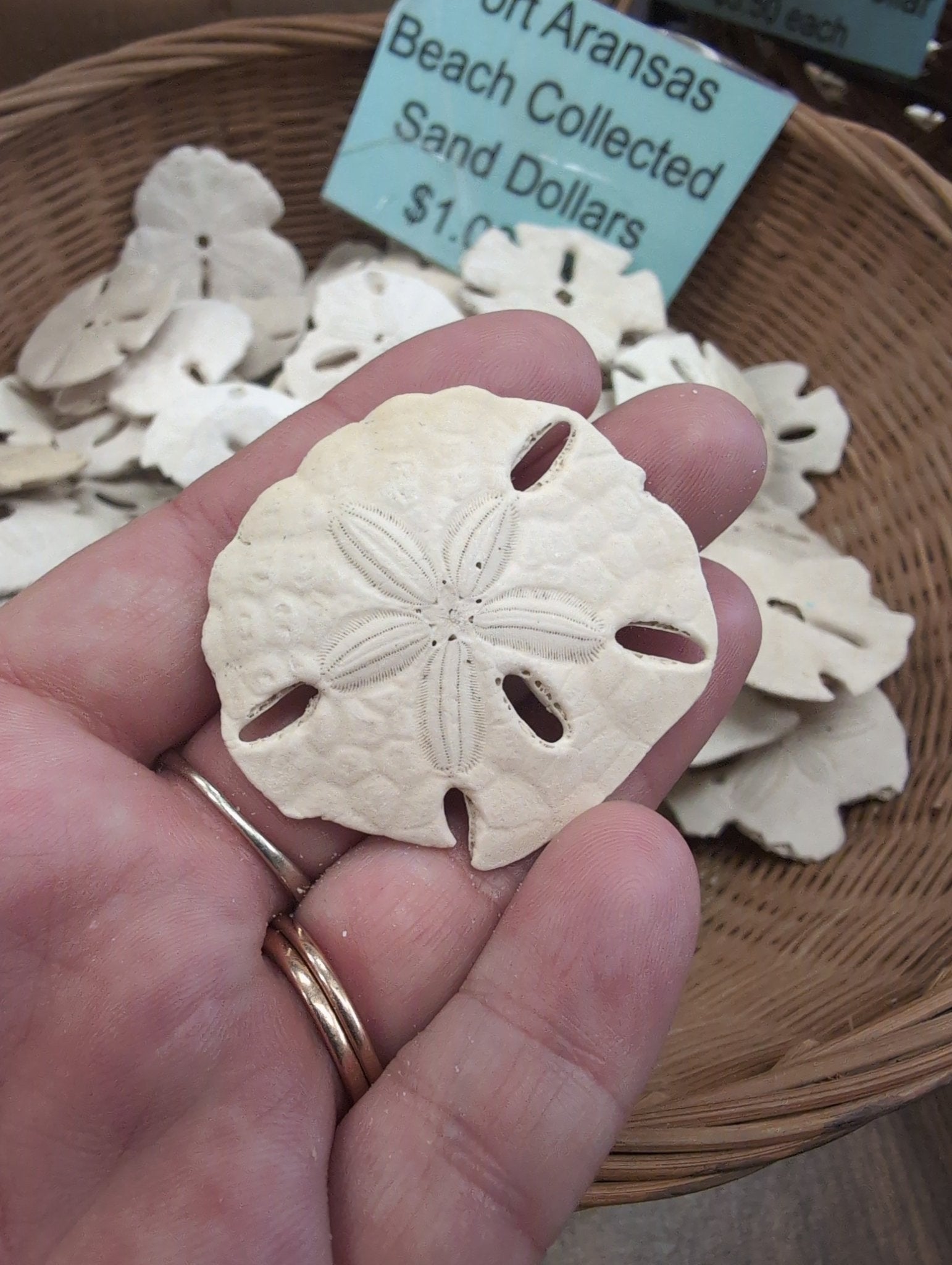 Beach Collected Sand Dollar from Texas Gulf Coast