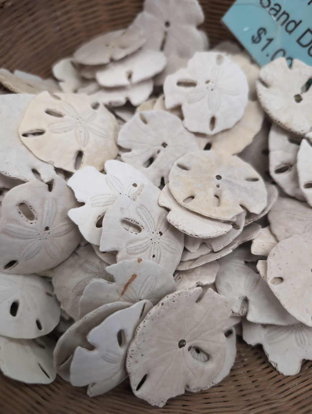 Beach Collected Sand Dollar from Texas Gulf Coast