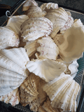 Bulk Bear Paw Clam Half Shells – Hippopus – Craft Shells for DIY & Wedding Decor
