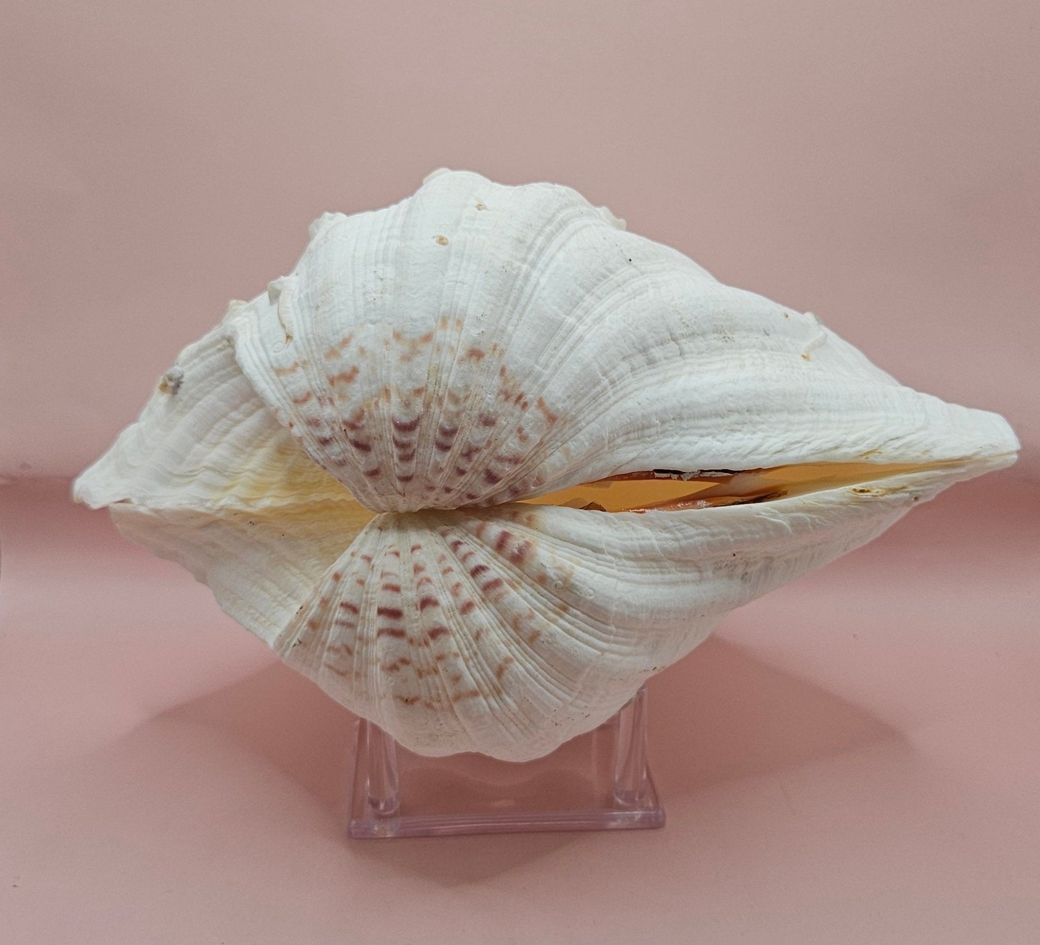Bear Paw Clam Shell - 10" Unique Coastal Decor Accent