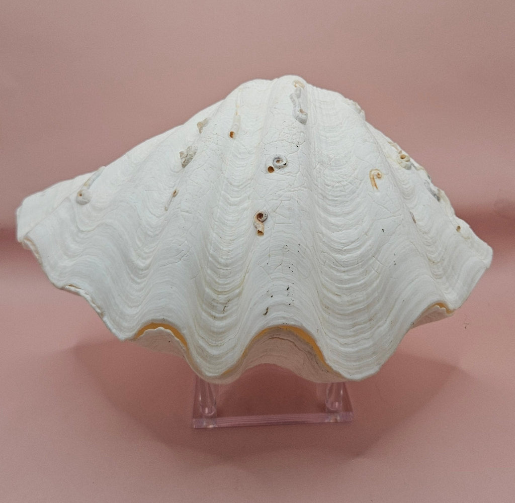 Bear Paw Clam Shell - 10" Unique Coastal Decor Accent