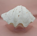 Bear Paw Clam Shell - 10" Unique Coastal Decor Accent