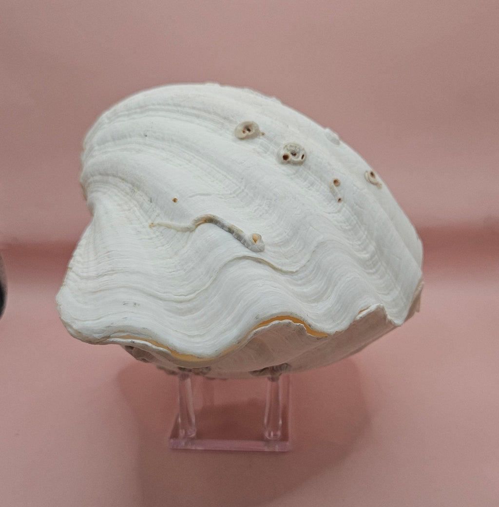 Bear Paw Clam Shell - 10" Unique Coastal Decor Accent