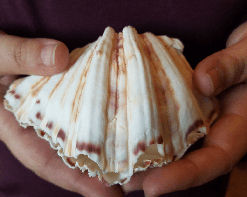 Bear Paw Clam Shell Pairs Hippopus hippopus
