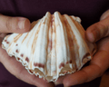 Bear Paw Clam Shell Pairs Hippopus hippopus