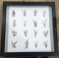 Black Frame Bamboo Princess Coral Shadow Box – Coastal Wall Art & Home Decor (20x20)