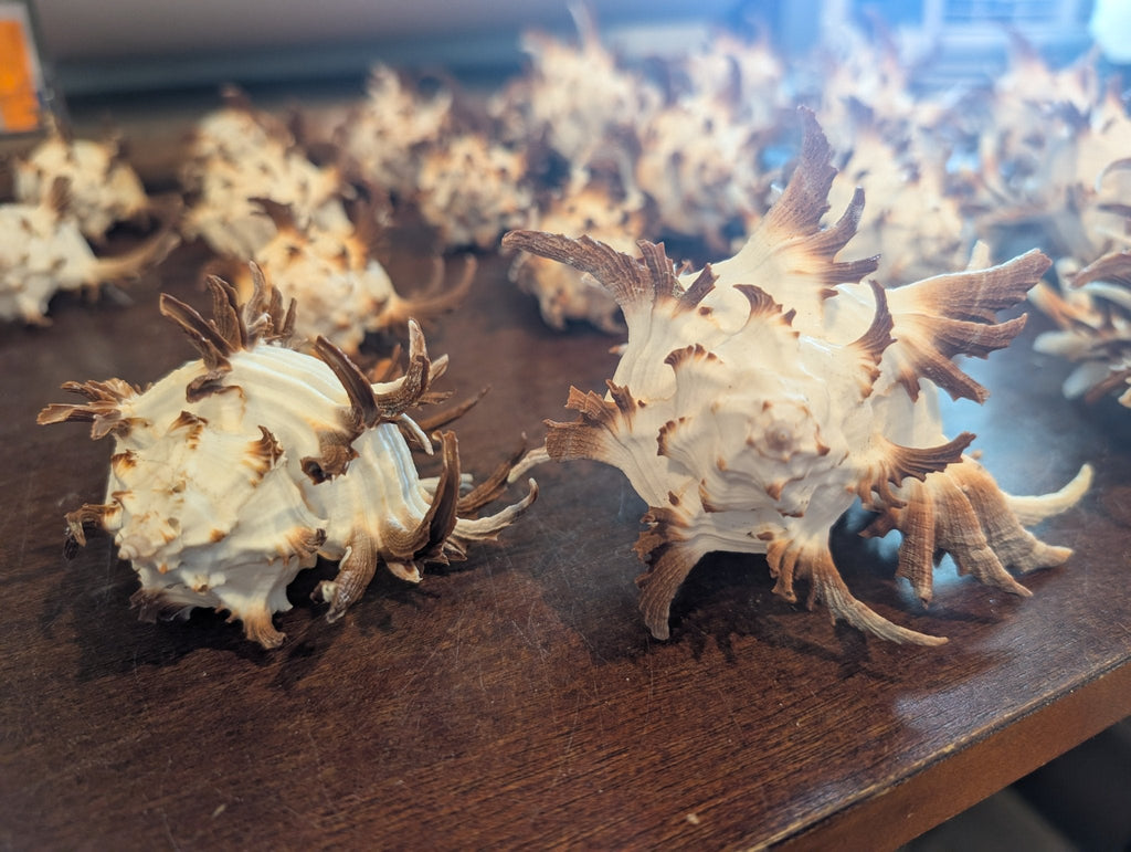 Brown Murex Endive Shell Long Spines - Murex endivia