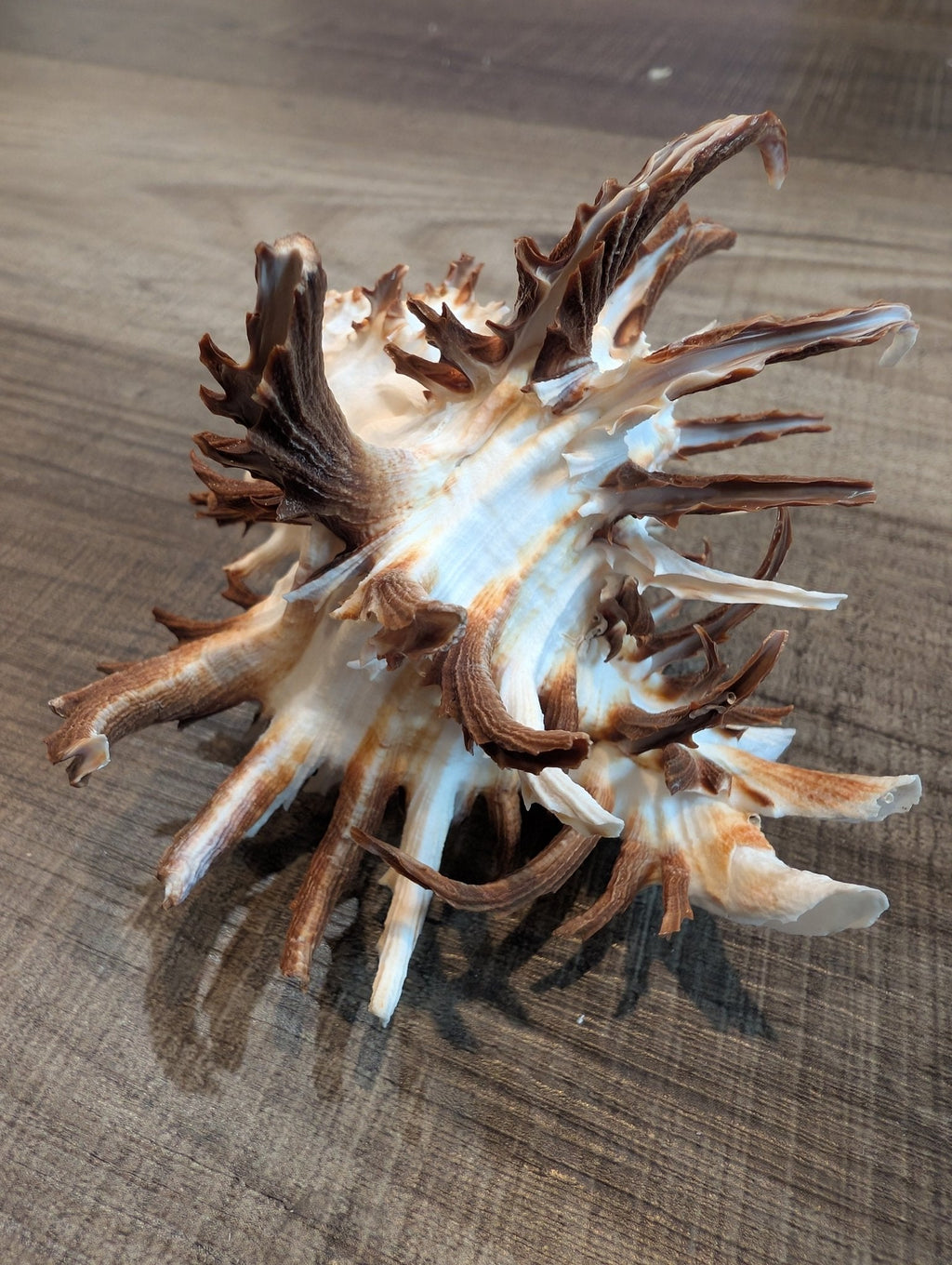 Brown Murex Endive Shell Long Spines - Murex endivia
