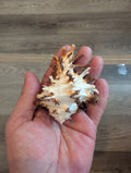 Brown Murex Endive Shell Long Spines - Murex endivia