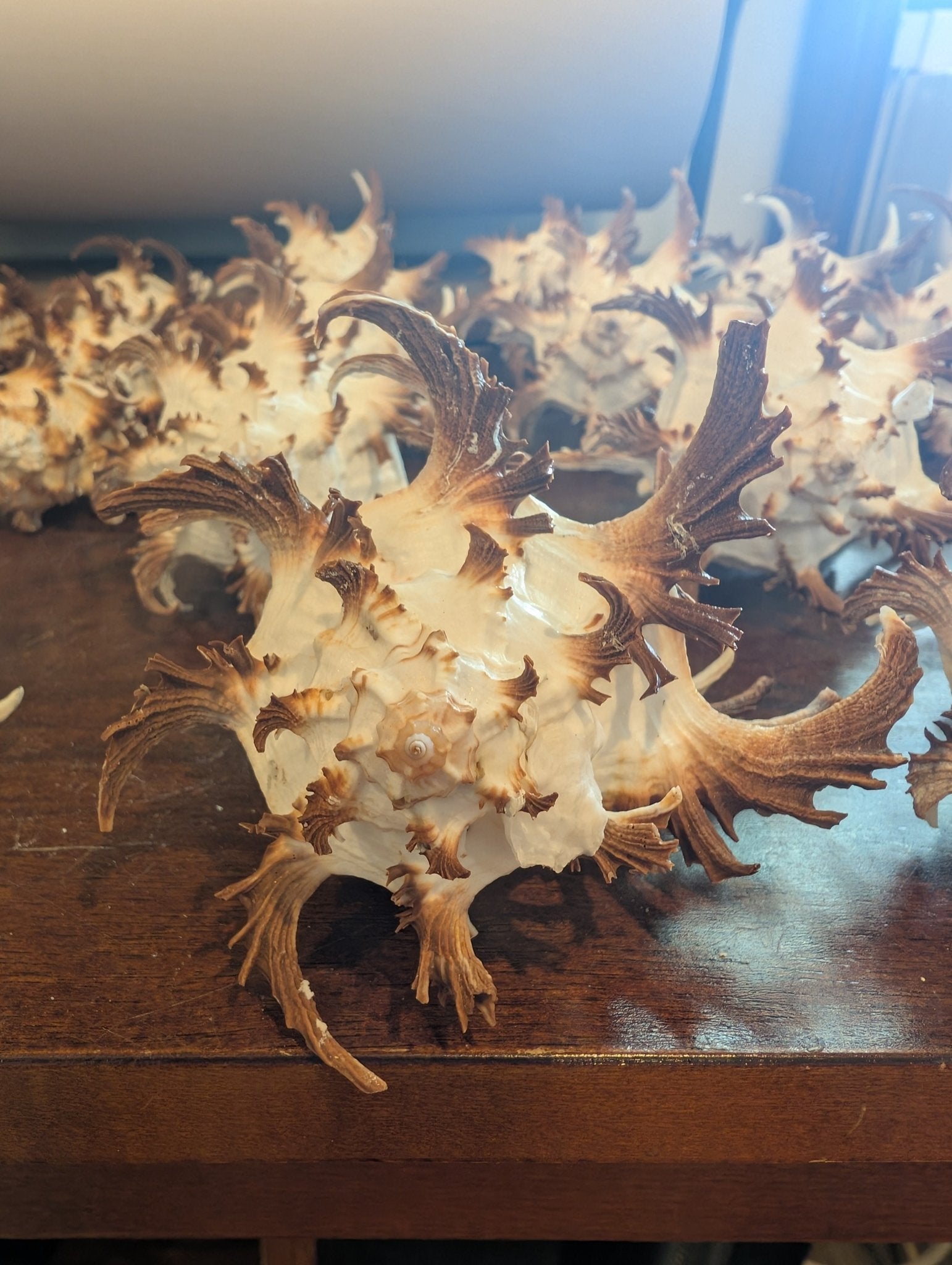 Brown Murex Endive Shell Long Spines - Murex endivia