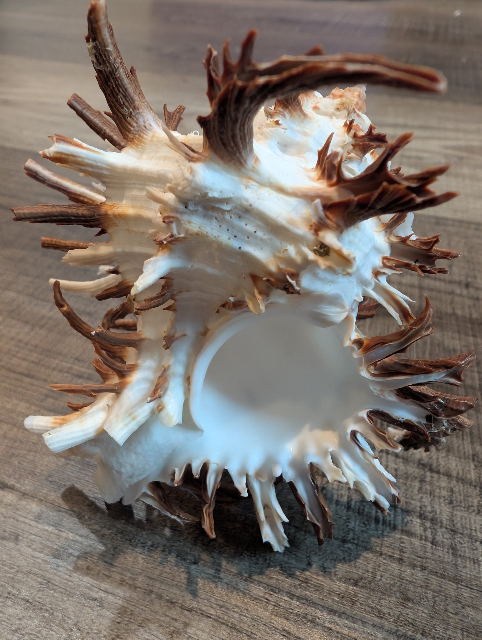 Brown Murex Endive Shell Long Spines - Murex endivia