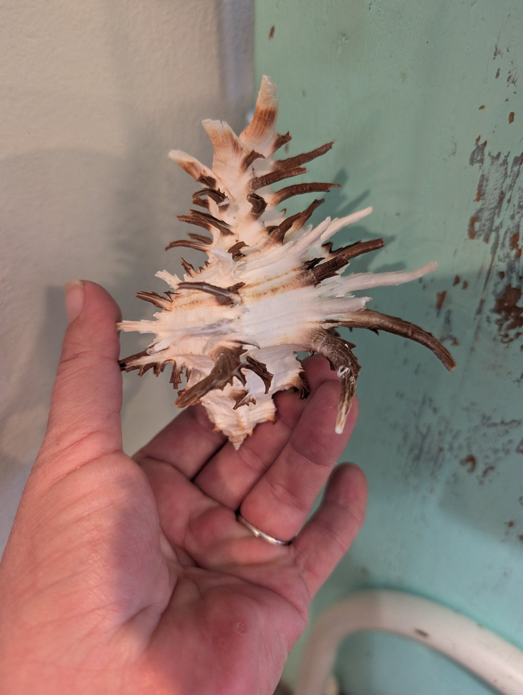 Brown Murex Endive Shell Long Spines - Murex endivia