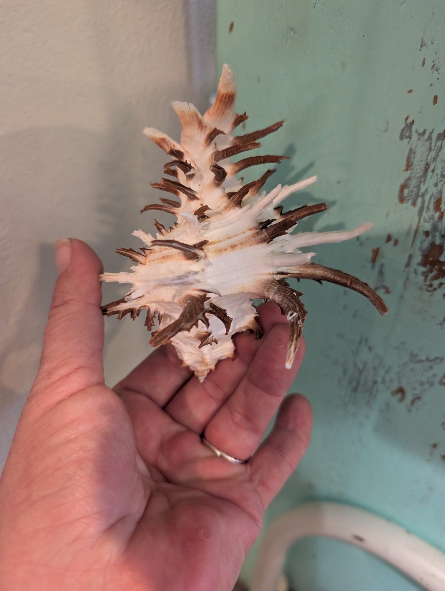 Brown Murex Endive Shell Long Spines - Murex endivia