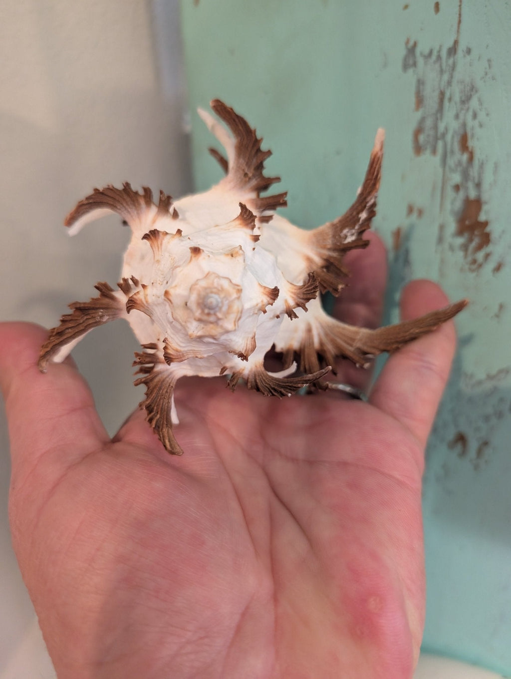 Brown Murex Endive Shell Long Spines - Murex endivia