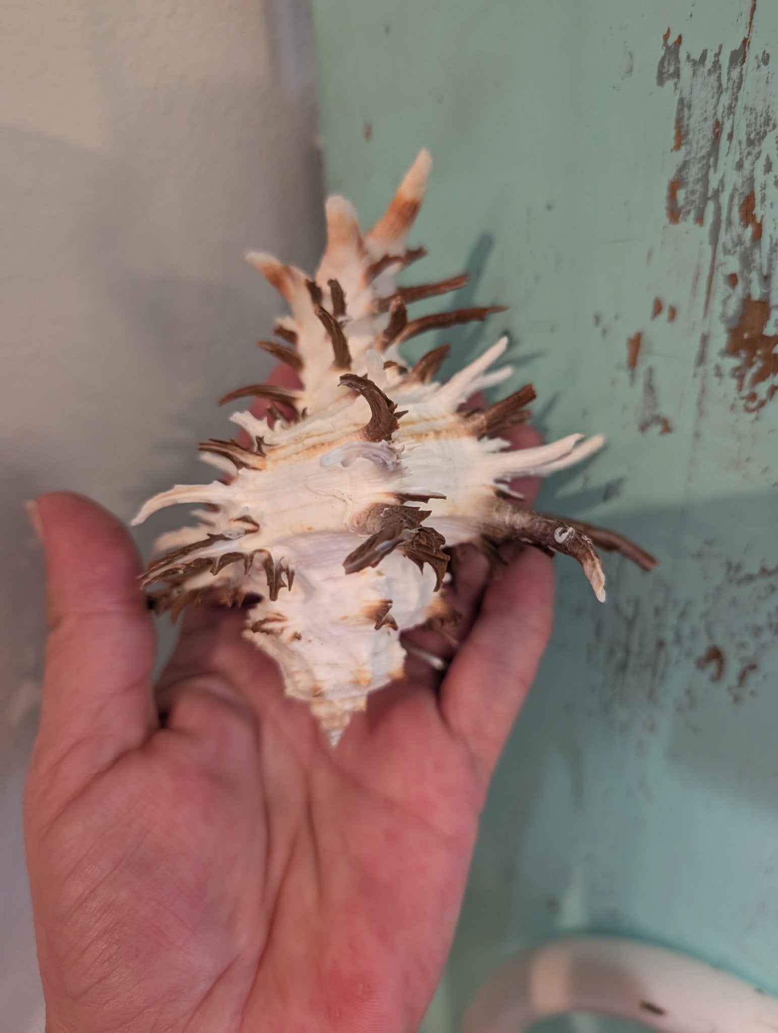 Brown Murex Endive Shell Long Spines - Murex endivia