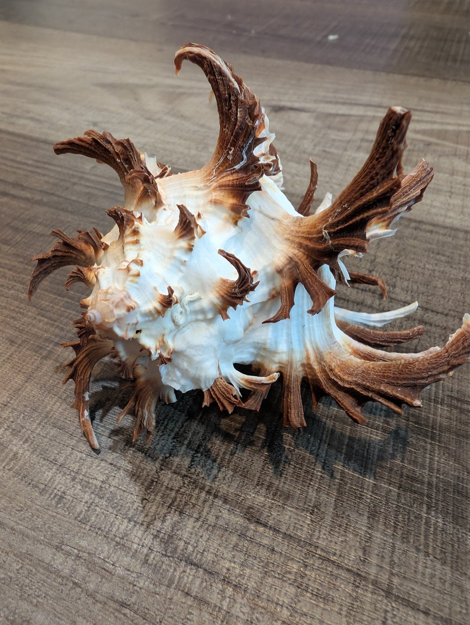 Brown Murex Endive Shell Long Spines - Murex endivia