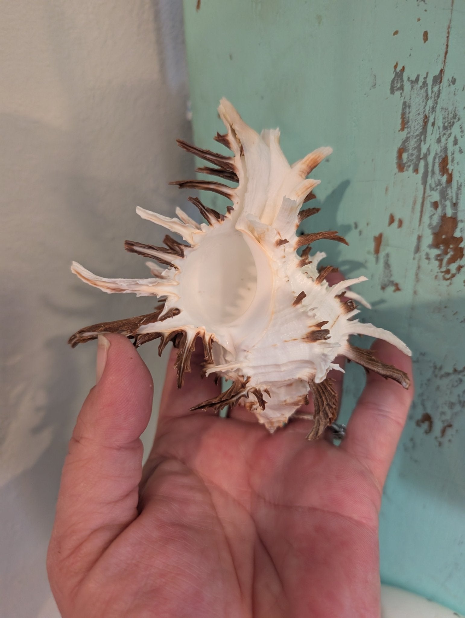 Brown Murex Endive Shell Long Spines - Murex endivia