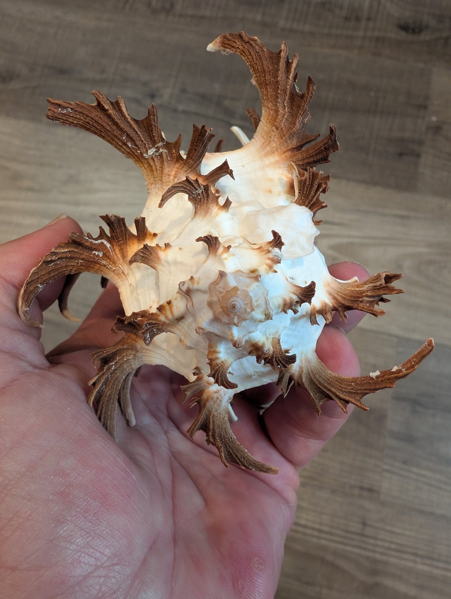 Brown Murex Endive Shell Long Spines - Murex endivia