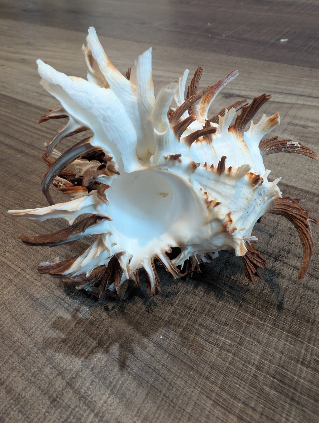 Brown Murex Endive Shell Long Spines - Murex endivia
