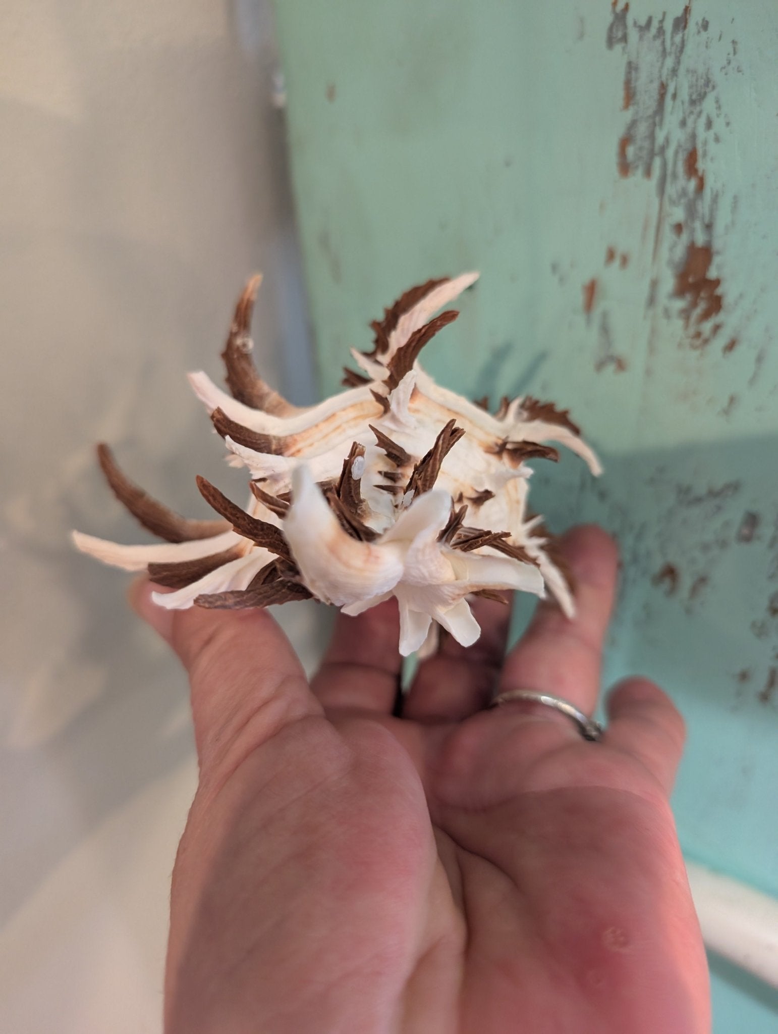 Brown Murex Endive Shell Long Spines - Murex endivia