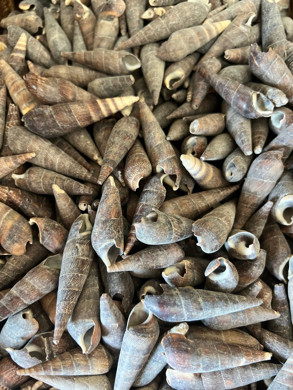 Black Terebra Auger Shells