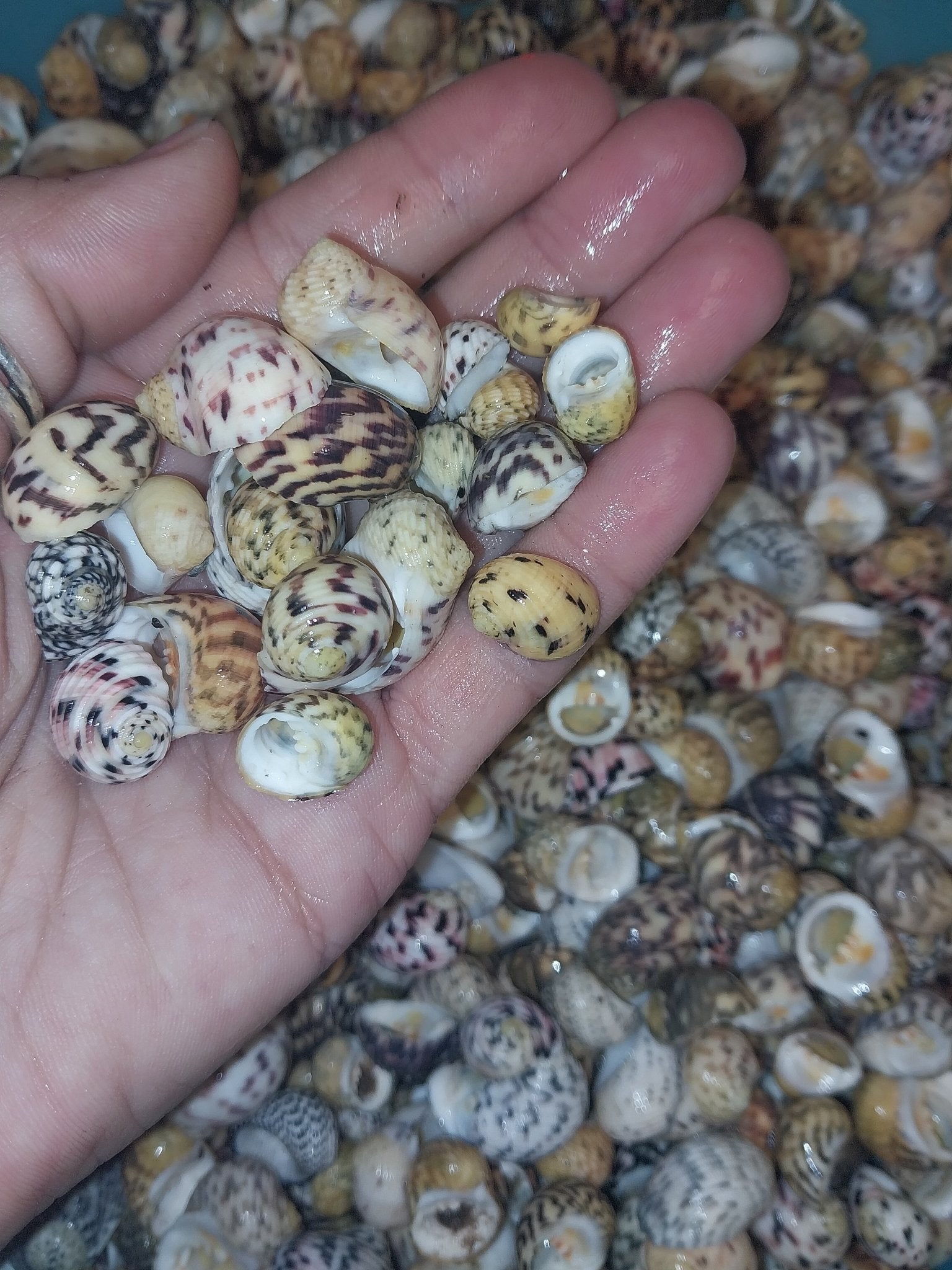 Bleeding tooth shells (Nerita peloronta)