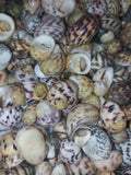 Bleeding tooth shells (Nerita peloronta)