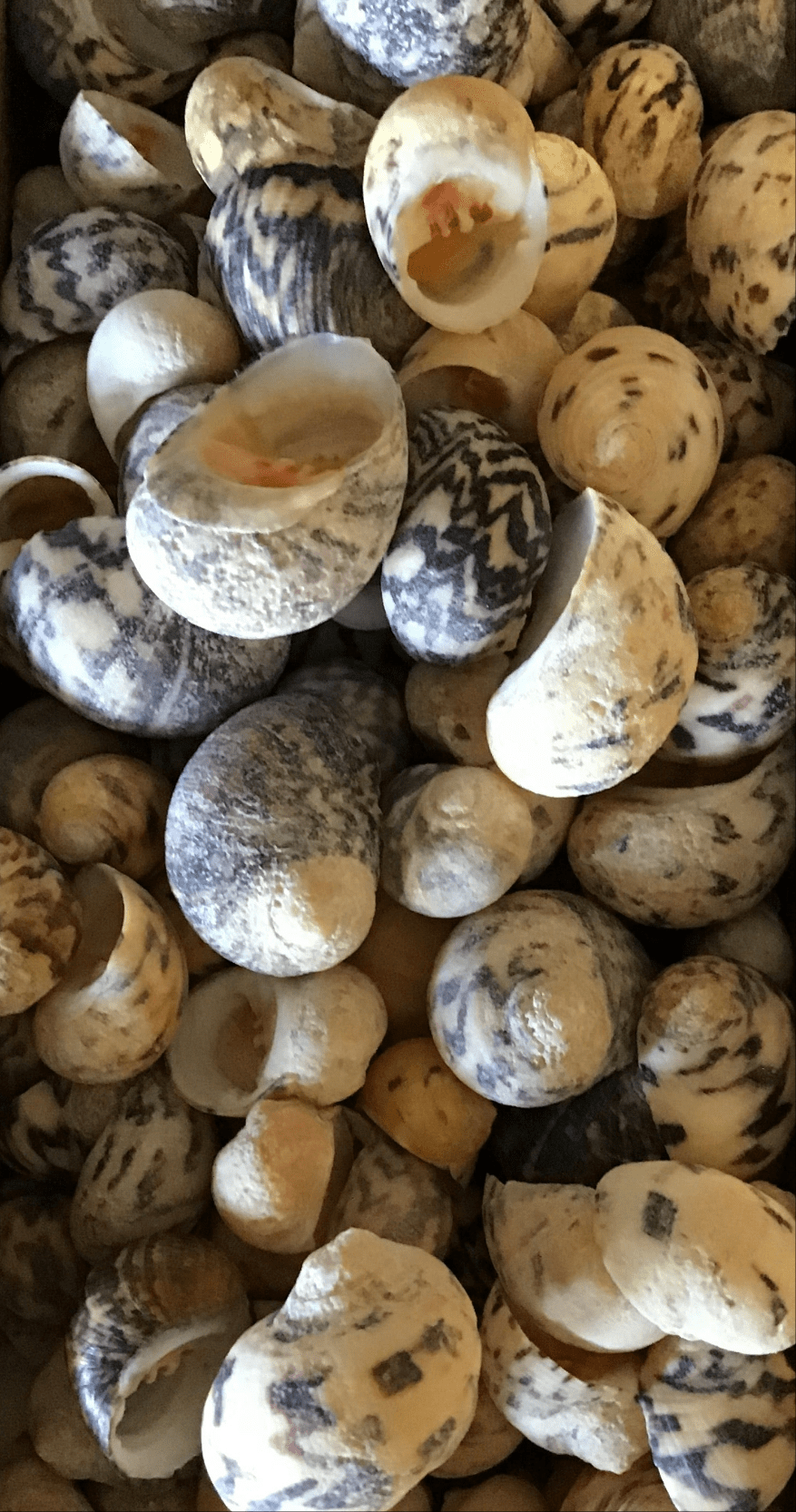 Bleeding tooth shells (Nerita peloronta)