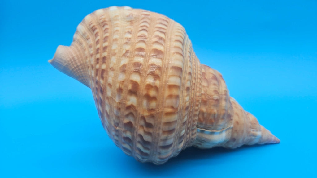 Blonde Golden Triton Shell – 9.75" Coastal Display Piece (CHARONIA VARIEGATA)