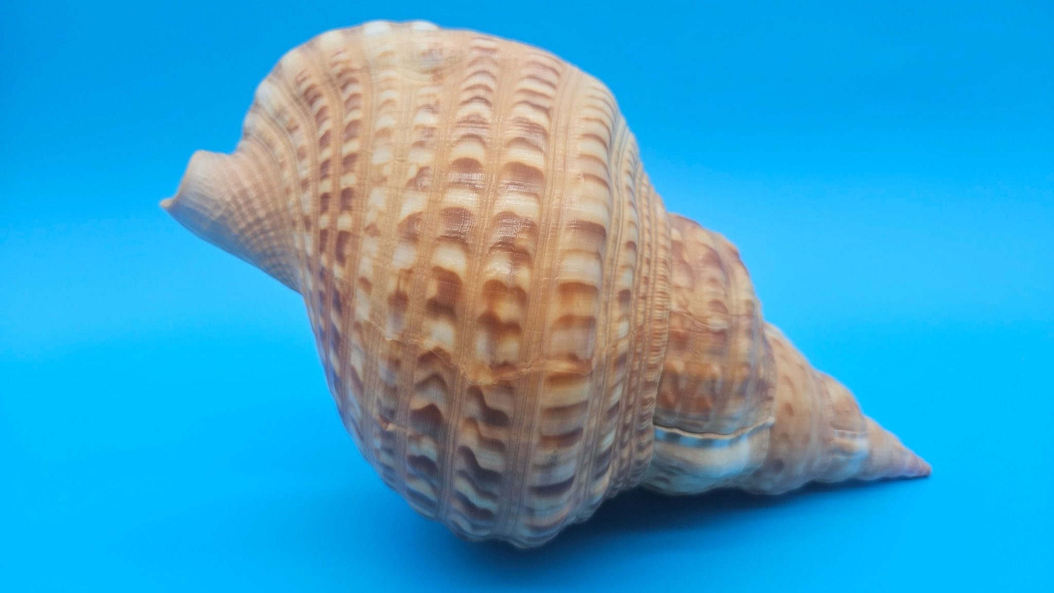 Blonde Golden Triton Shell – 9.75" Coastal Display Piece (CHARONIA VARIEGATA)