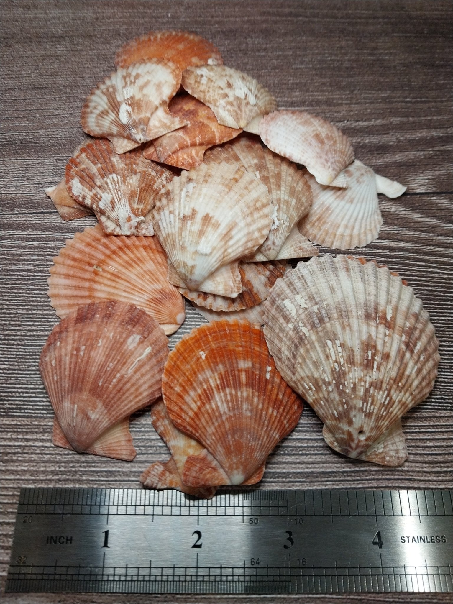 Bright Tropical Pectin Nobilis Scallops
