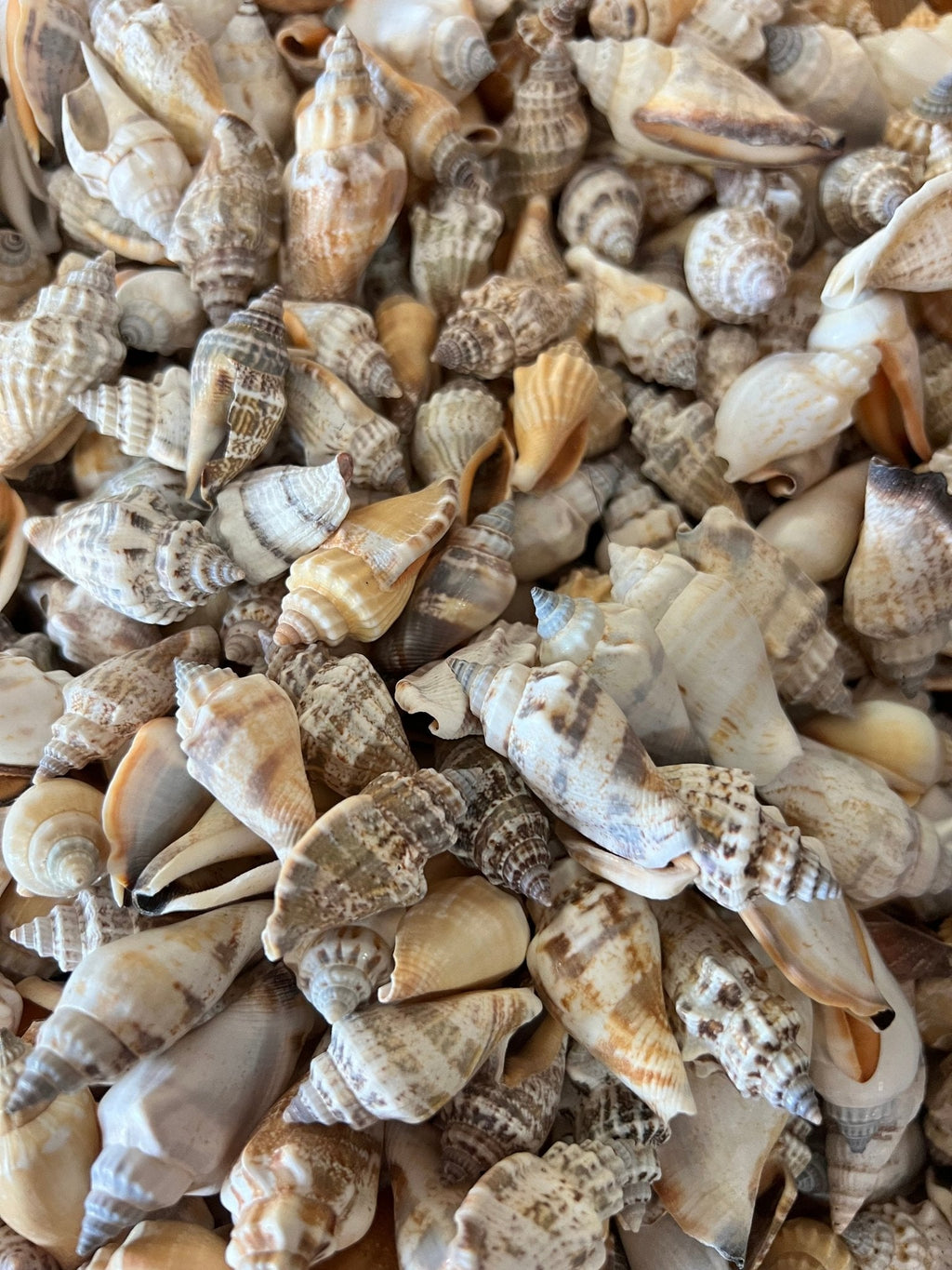 Brown Chula AKA Little Bear Conch (Strombus Urceus)