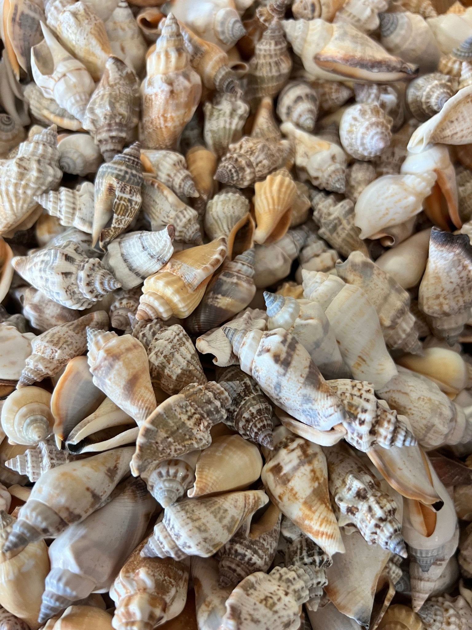 Brown Chula AKA Little Bear Conch (Strombus Urceus)