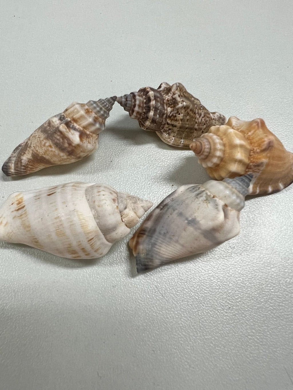 Brown Chula AKA Little Bear Conch (Strombus Urceus)