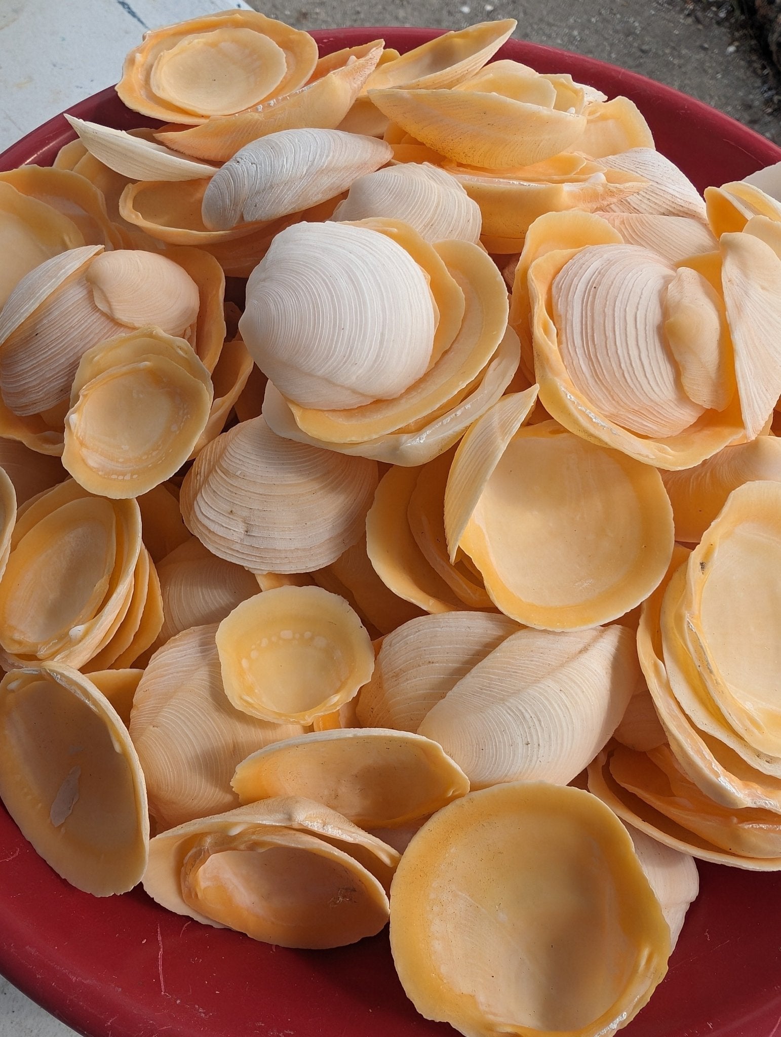 Buttercup Lucine Shells Anodontia alba