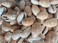 Carnelian Cowrie Shells (Lyncina carneola)