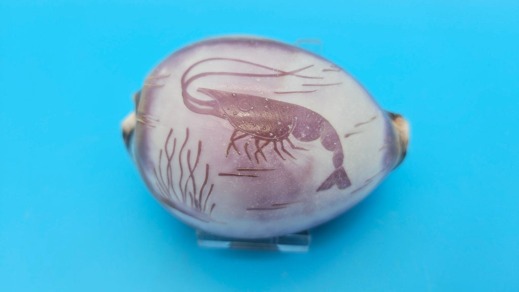Carved Cowrie Shell Display 3.5" – Dolphin, Seahorse, or Shrimp Design Options