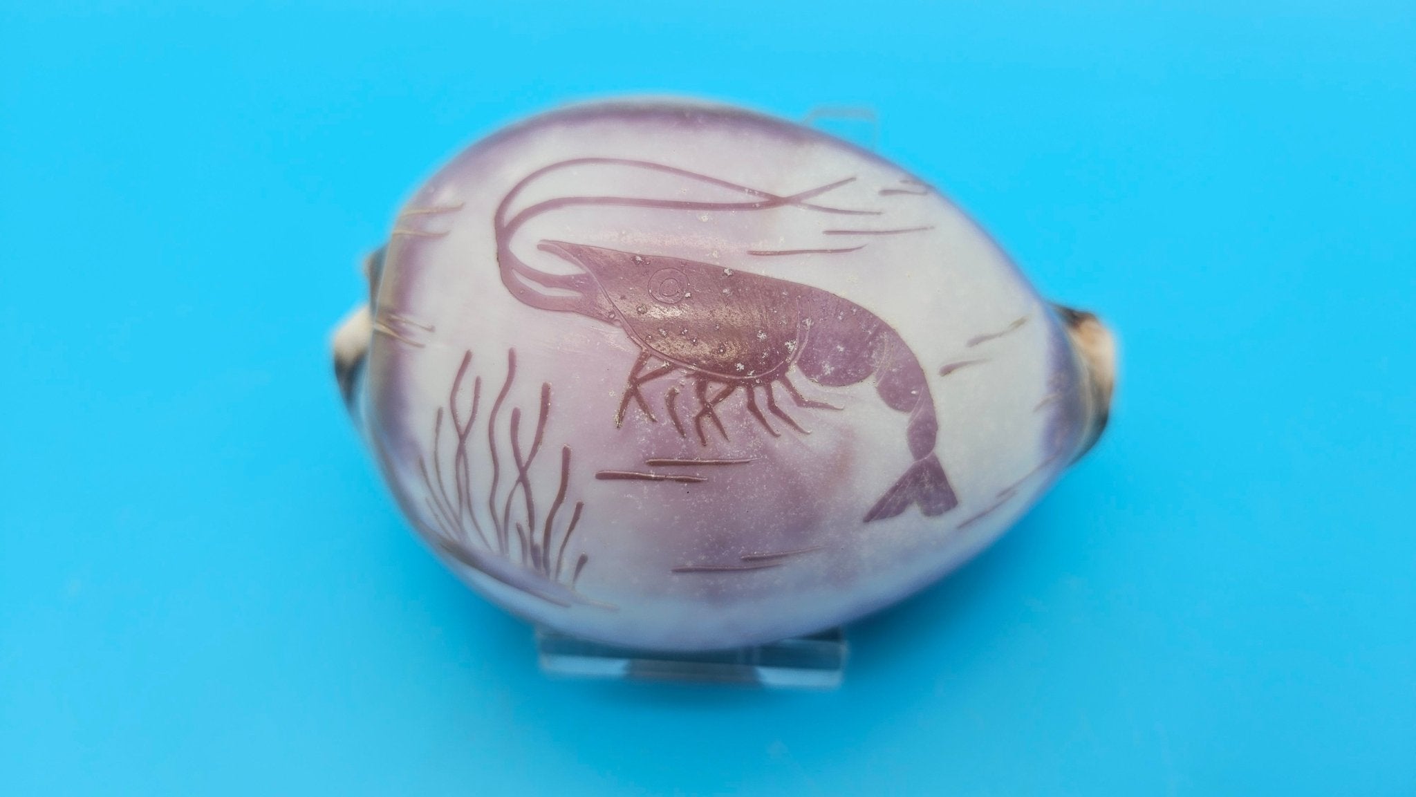 Carved Cowrie Shell Display 3.5" – Dolphin, Seahorse, or Shrimp Design Options