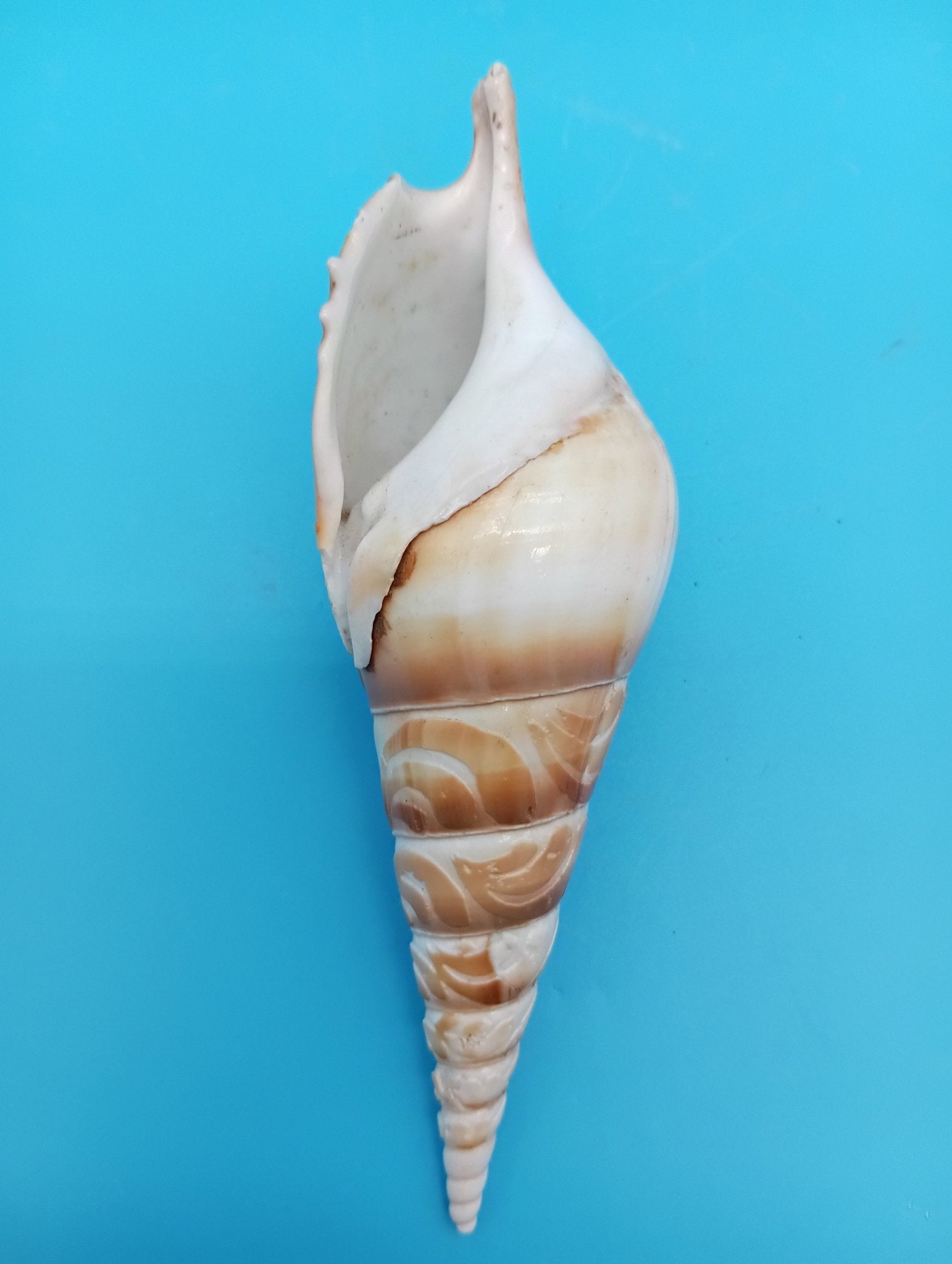 Carved Tibia Shell with Coastal Scene – 4.9"