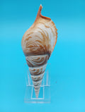 Carved Tibia Shell with Coastal Scene – 4.9"