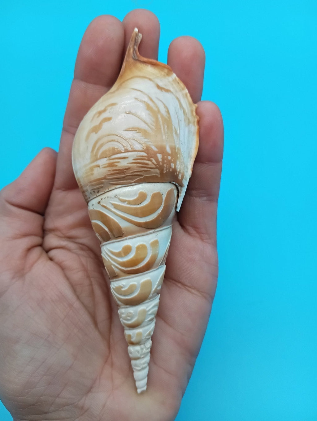 Carved Tibia Shell with Coastal Scene – 4.9"