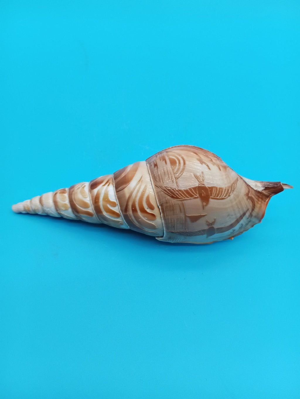 Carved Tibia Shell with Seagull Scene – 4.8"