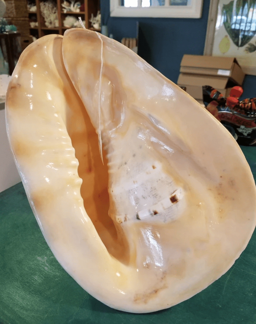 Large Yellow Horned Helmet Display Shell – Cassis cornuta – Premium Coastal Home Decor Specimen