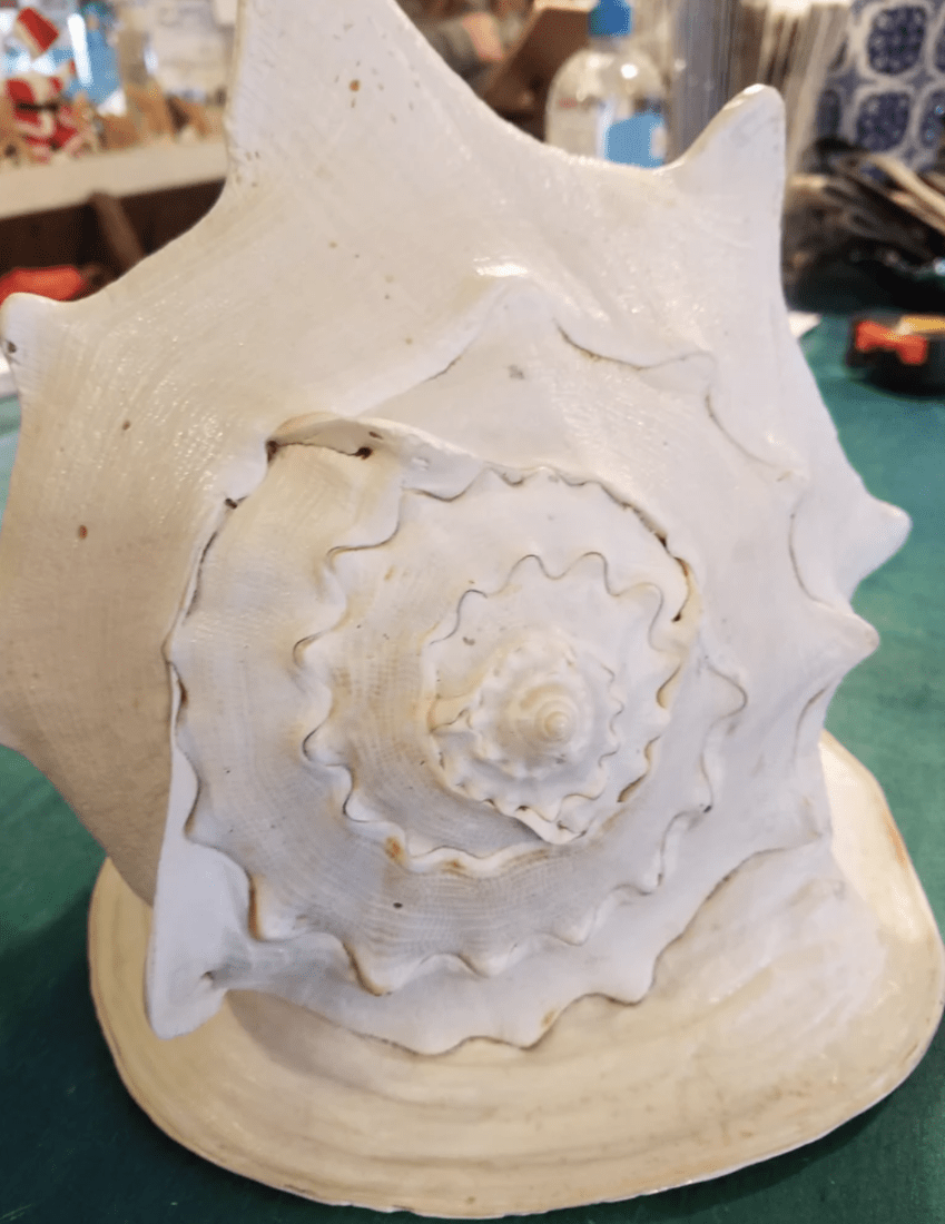 Large Yellow Horned Helmet Display Shell – Cassis cornuta – Premium Coastal Home Decor Specimen