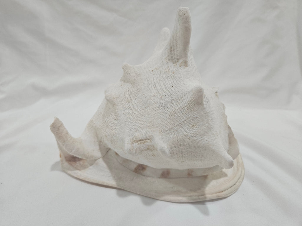 Cassis Cornuta Yellow Helmet Shell – Large Coastal Display Piece (9")
