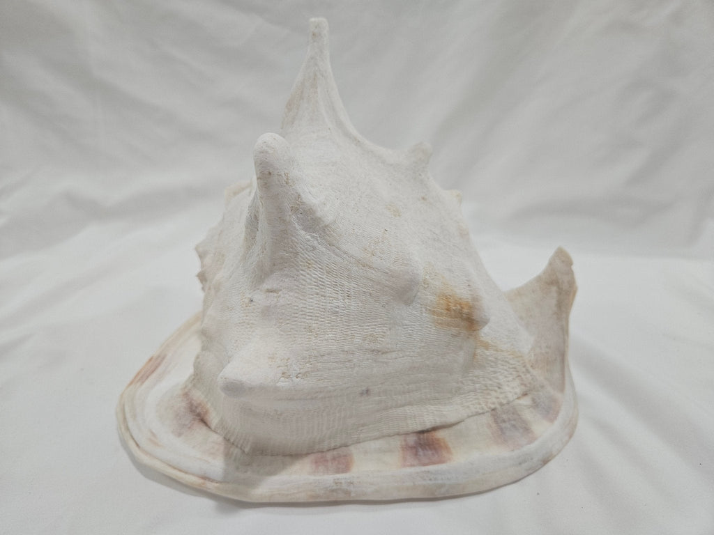 Cassis Cornuta Yellow Helmet Shell – Large Coastal Display Piece (9")